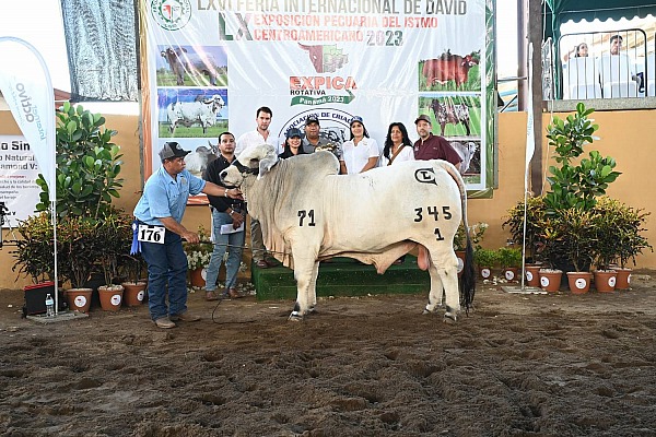 CARLOS LEE