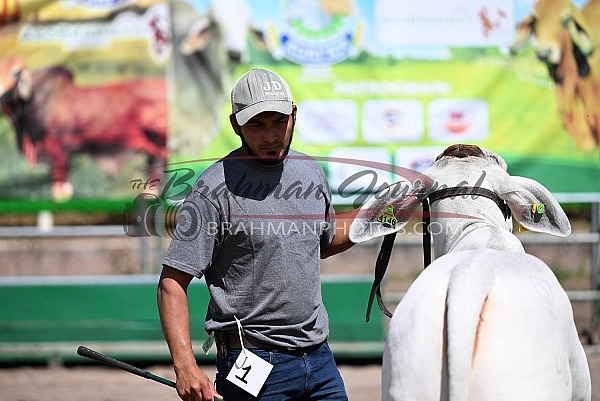 2025 Juzgamiento Nacional de Brahman AGAFAM - Honduras