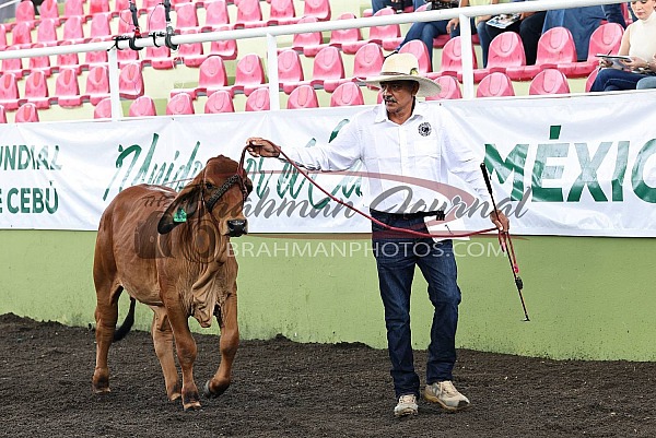 2025 COMCEBU - Veracruz MX
