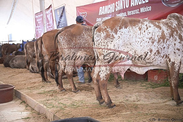 2026 Muestra Internacional de Cebú - Tampico MX