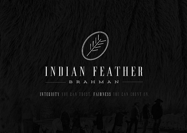 Indian Feather