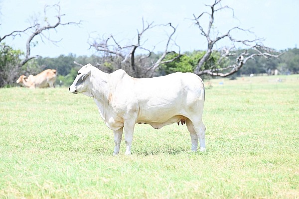 GB Ranch